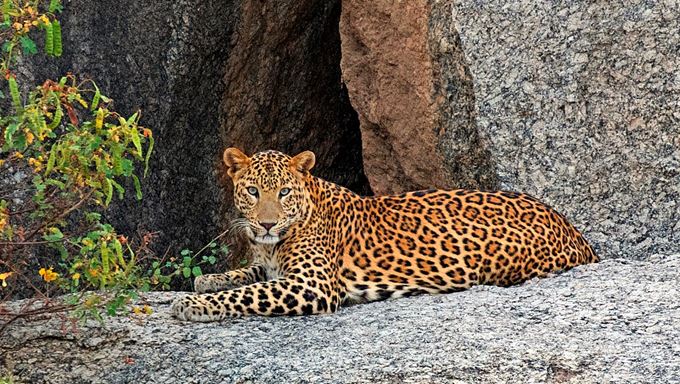 Panther Safari at Jawai Band Rajasthan