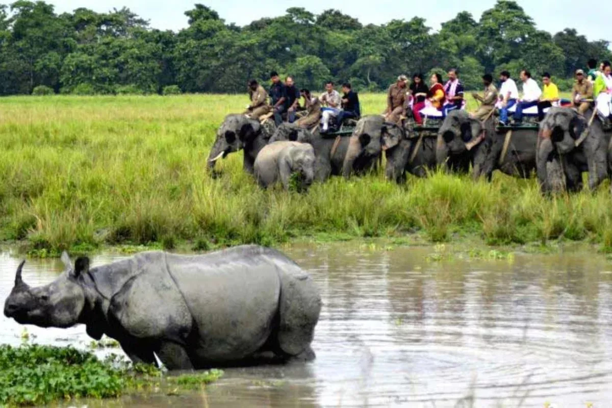 A tour of Assam wildlife 