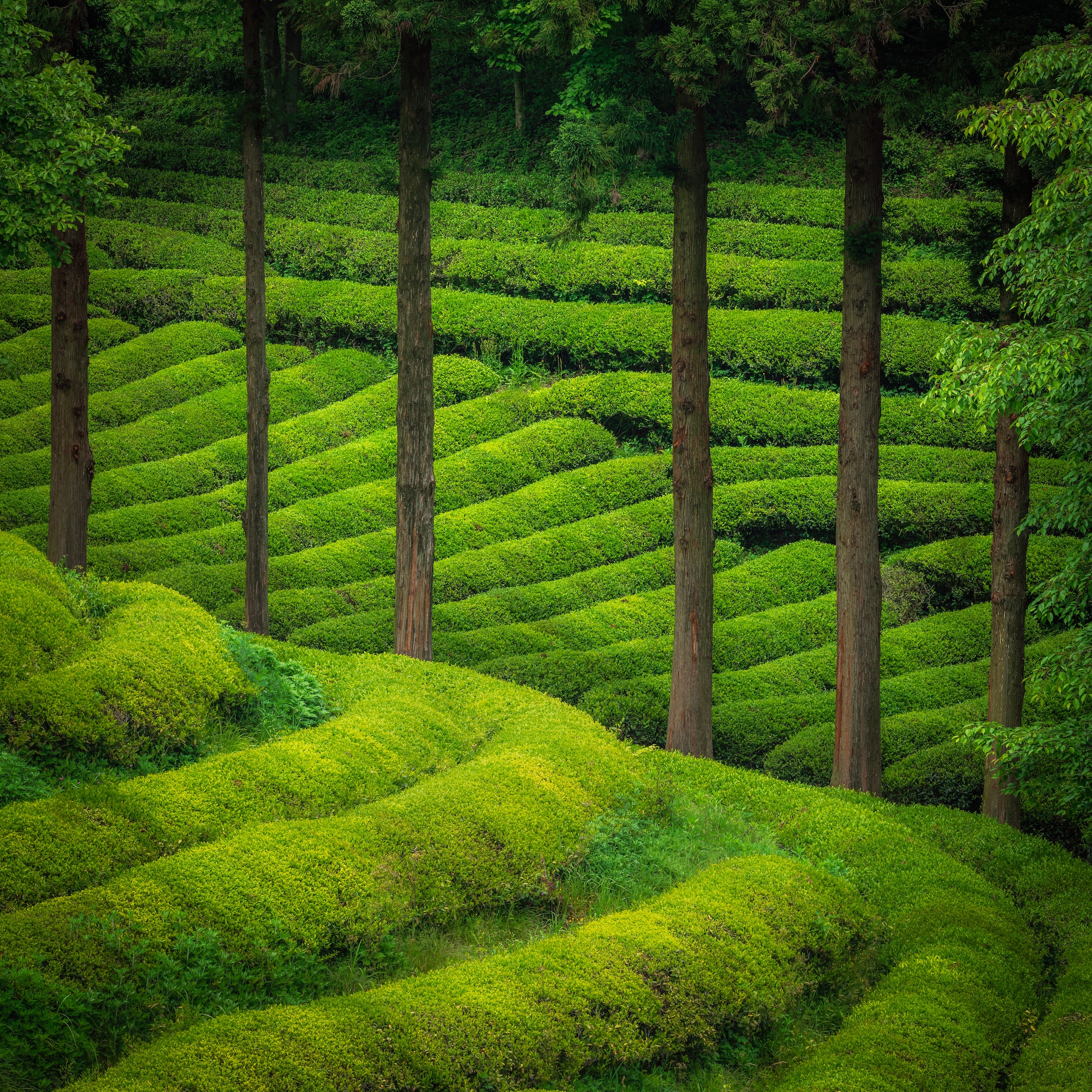 Boseong Green Tea Field A Stunning Scenery 