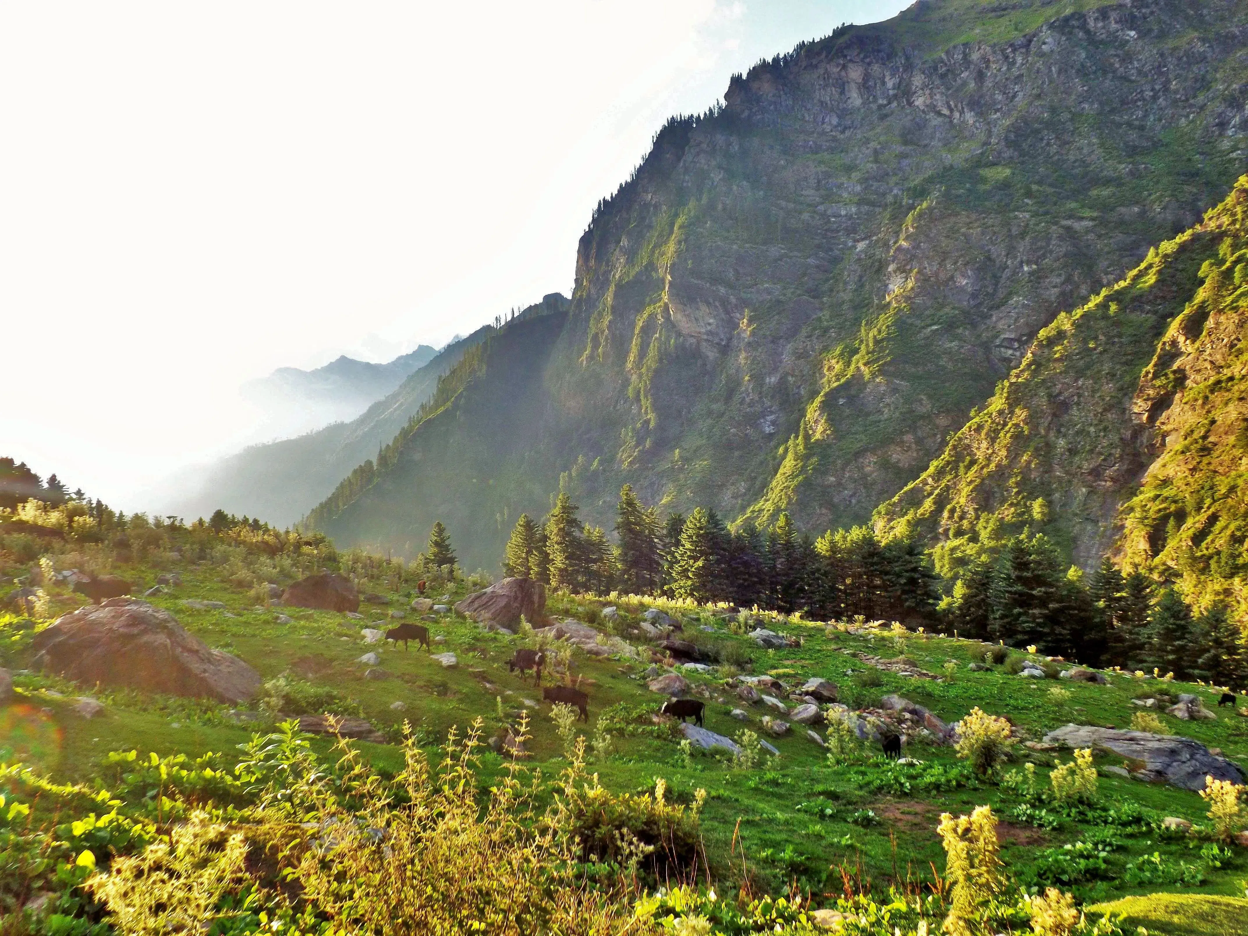 Camping with Kheerganga Trek in Tosh 