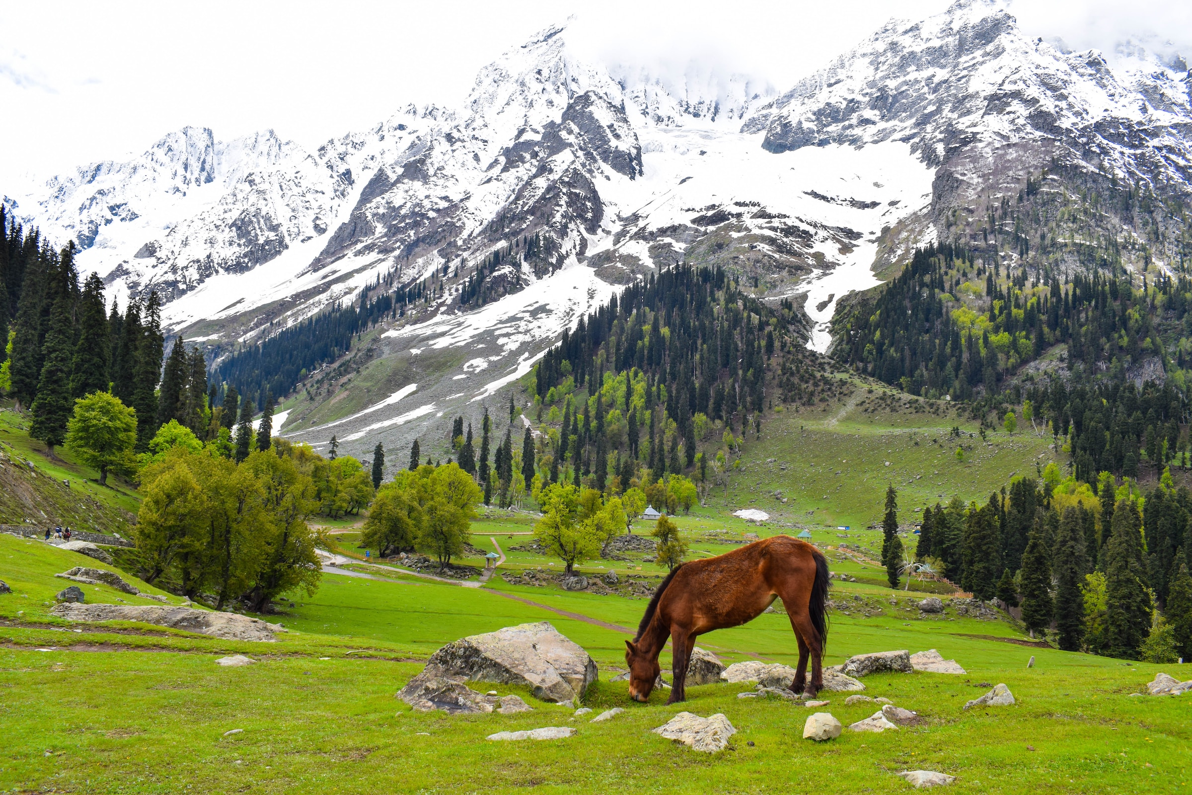 Kashmir 