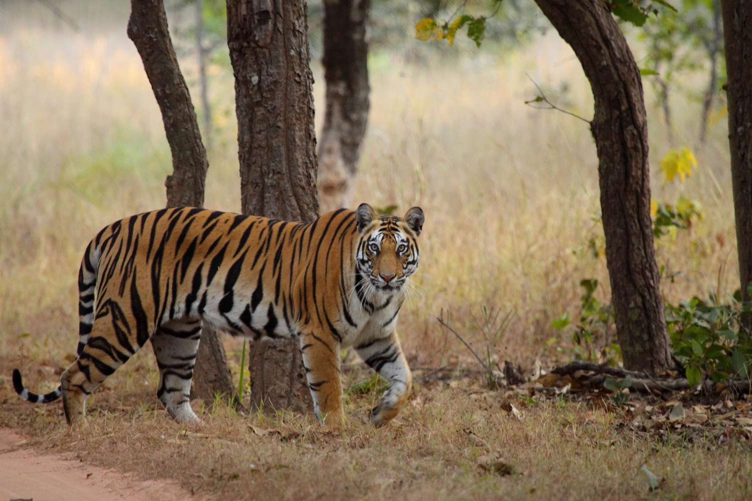 Madhya Pradeshs Tigers Den 