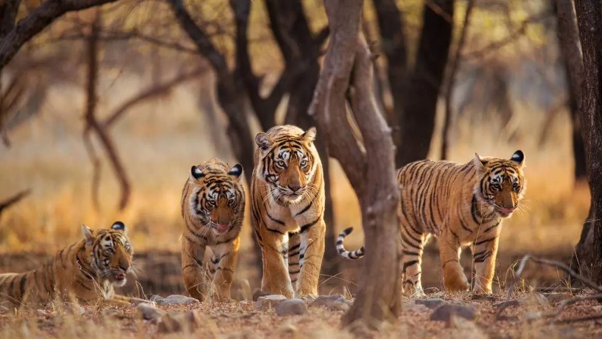 Tour of Exotic Wildlife in Ranthambore 